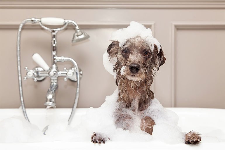 How Often Should You Bathe A Puppy Your Puppy Questions Answered Pet